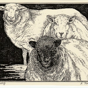 Sheep Trio: 6-pack of blank, ivory notecards with envelopes with fine art illustration by LC DeVona of Afton,NY, of a trio of wooly sheep