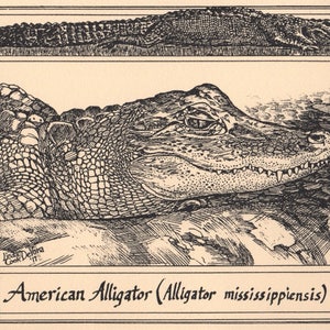 Allligator: 6-pack of blank, ivory-colored notecards with envelopes drawn and printed by L.C.DeVona of Farmhouse Greetings, Afton, NY
