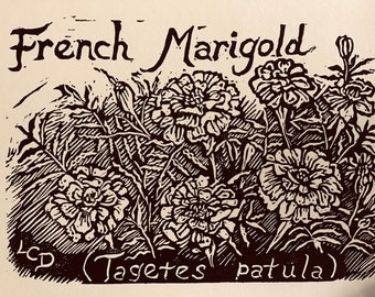 French Marigold- 6-pack of ivory notecards with envelopes- designed, carved and printed by LC DeVona of Farmhouse Greetings