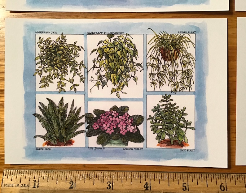 Houseplant postcards set of 4 colored postcards on sturdy white cardstock featuring six popular plants drawn by LC DeVona