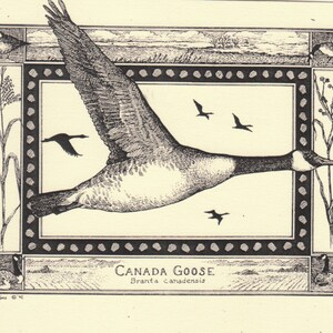 May include: A black and white illustration of a Canada Goose in flight. The goose is flying over a field with a small town in the background. The image is framed with a decorative border. The text "CANADA GOOSE" and "Branta canadensis" is below the goose.