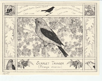 Scarlet Tanager-This 6-pack of blank, ivory cards with matching envelopes features a pen-and-ink drawing  by LC DeVona of a Scarlet Tanager