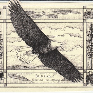 May include: A black and white line drawing of a bald eagle in flight. The eagle is flying over a landscape with clouds and trees. The text "Bald Eagle Haliaeetus leucocephalus" is written below the eagle.