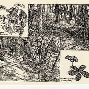 May include: A black and white line drawing illustration of a forest path with a caption that reads "Epigaea repens (trailing arbutus)" and a close-up of the plant. The illustration also includes a caption that reads "Gaultheria procumbens (wintergreen)" and a close-up of the plant.