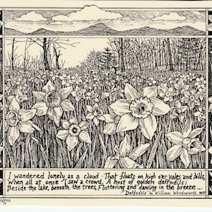 Daffodils-Wordsworth poem: 6-pack of blank, ivory notecards w envelopes featuring an ink drawing by LC DeVona, Afton, NY-of golden daffodils image 1