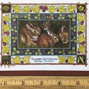 Eastern Cottontail Sylvilagus floridanus set of 4 colored postcards on 80 cardstock drawn by LC DeVona image 2