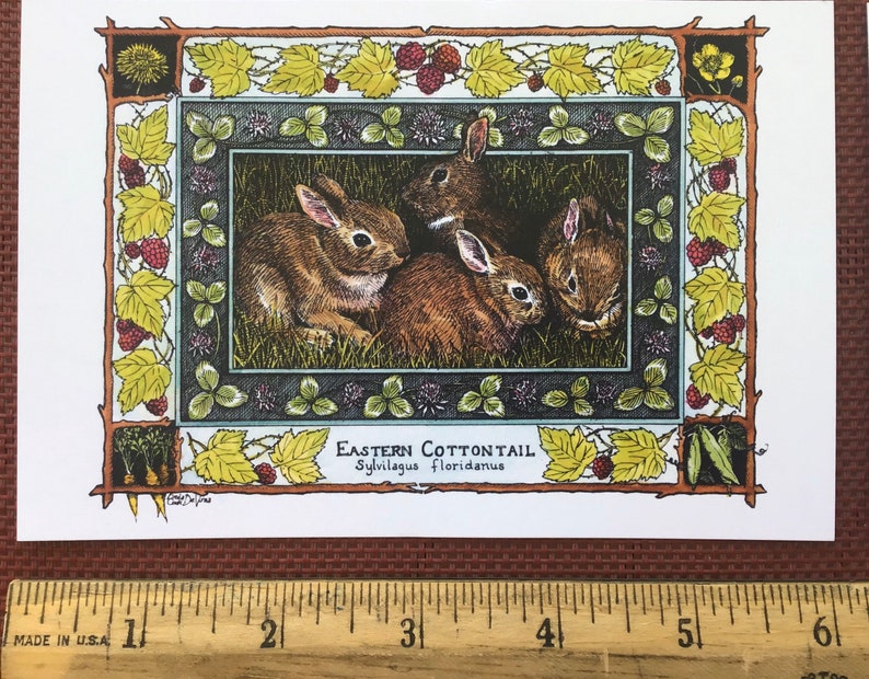 Eastern Cottontail Sylvilagus floridanus set of 4 colored postcards on 80 cardstock drawn by LC DeVona image 2