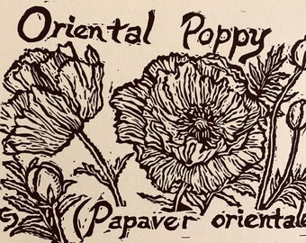 Oriental Poppy: 6-pack of blank, ivory notecards with envelopes designed, carved and printed by LC DeVona of Farmhouse Greetings