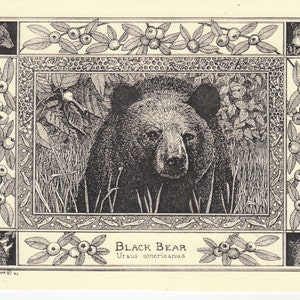 Black Bear This 6-pack of blank, ivory notecards with matching envelopes feature a pen-and-ink drawing by Linda DeVona of a Black Bear image 1