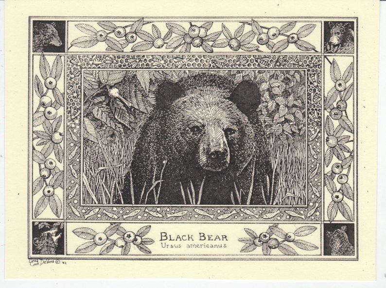 Black Bear This 6-pack of blank, ivory notecards with matching envelopes feature a pen-and-ink drawing by Linda DeVona of a Black Bear image 1