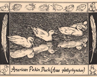 Pekin Ducks: 6-pack of blank, ivory-colored notecards with envelopes drawn and printed by LC DeVona of Farmhouse Greetings.