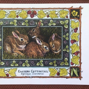 Eastern Cottontail Sylvilagus floridanus set of 4 colored postcards on 80 cardstock drawn by LC DeVona image 3