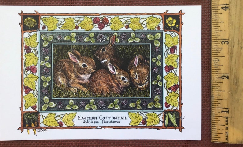 Eastern Cottontail Sylvilagus floridanus set of 4 colored postcards on 80 cardstock drawn by LC DeVona image 3