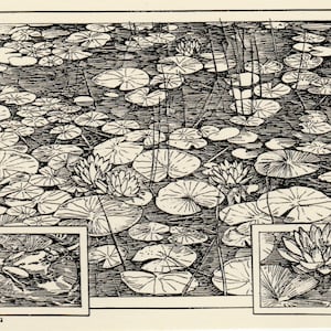 May include: A black and white illustration of a pond with lily pads and flowers. There are three smaller images in the corners of the illustration, one of a frog, one of a lily pad, and one of a lily flower.