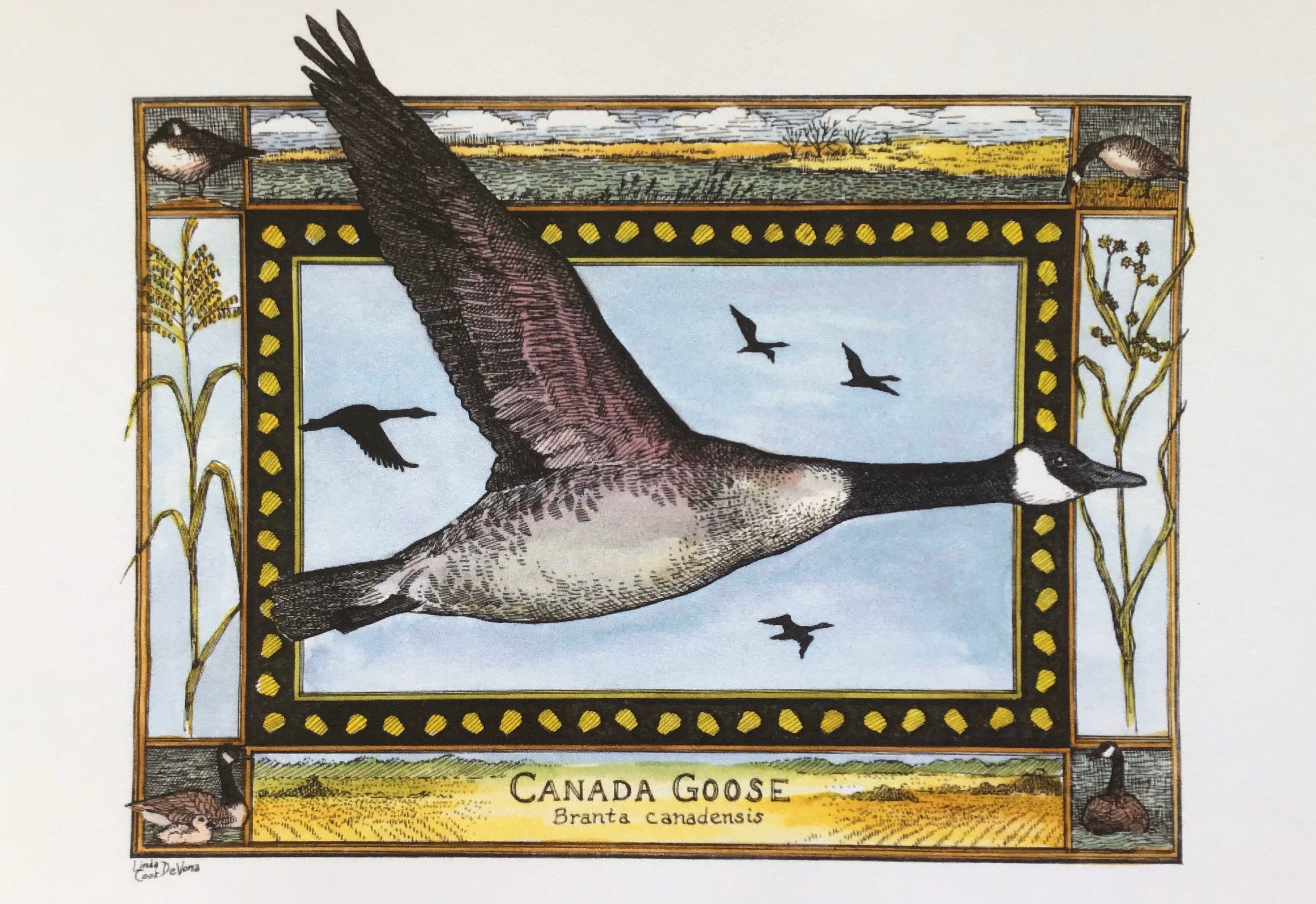 canada goose branta canadensis 80