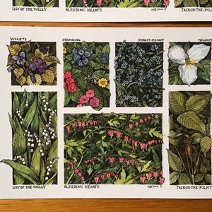 Spring wildflowers and others- set of 4 color postcards on sturdy white cardstock featuring LC DeVona illustrations
