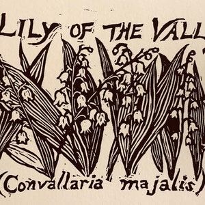 May include: A black and white woodcut illustration of lily of the valley flowers. The text "Lily of the Valley (Convallaria majalis)" is printed below the image.