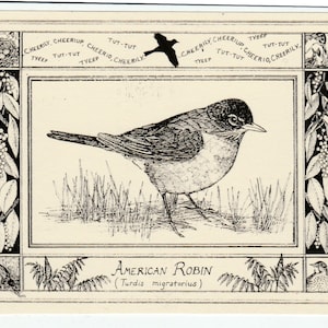 American Robin-This 6-pack of blank, ivory cards with matching envelopes features a pen-and-ink drawing  by LC DeVona of an American Robin