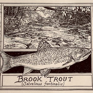 May include: Black and white illustration of a Brook Trout (Salvelinus fontinalis) with a detailed depiction of the fish and its habitat. The artwork includes a river scene and various insects.