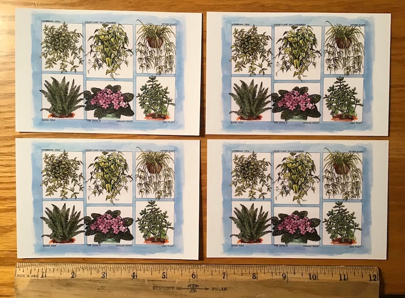 Houseplant postcards set of 4 colored postcards on sturdy white cardstock featuring six popular plants drawn by LC DeVona