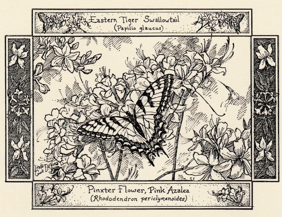 Eastern Tiger Swallowtail on Pinxter Flower-this 6-pack of Blank, Ivory ...
