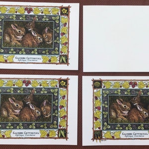 Eastern Cottontail Sylvilagus floridanus set of 4 colored postcards on 80 cardstock drawn by LC DeVona image 5