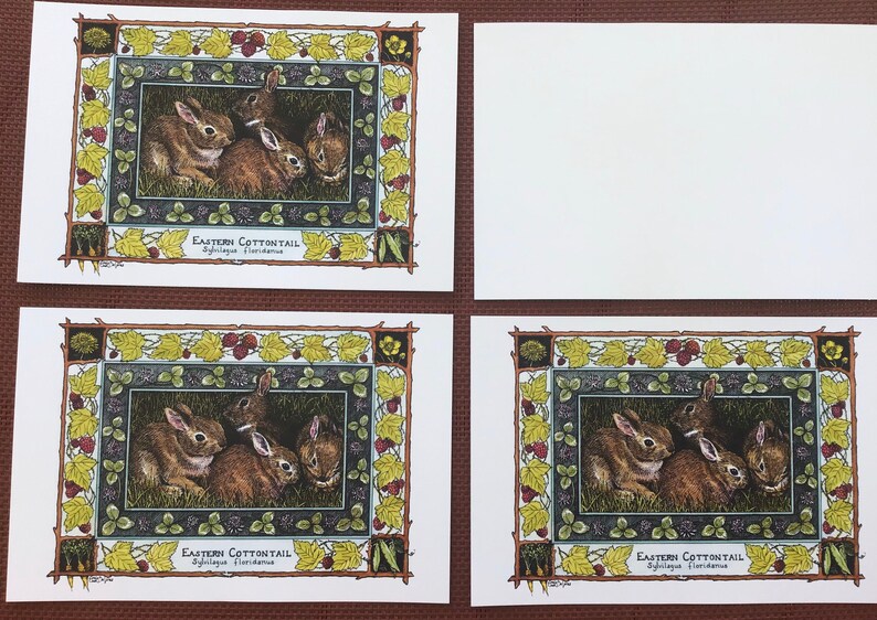 Eastern Cottontail Sylvilagus floridanus set of 4 colored postcards on 80 cardstock drawn by LC DeVona image 5