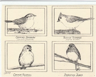 4 small birds-This 6-pack of blank, ivory cards w matching envelopes features drawings  by LC DeVona of sparrow, titmouse, redpoll and junco