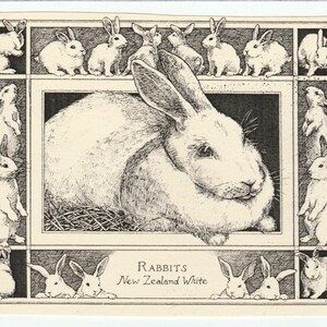 May include: A black and white illustration of a New Zealand White rabbit with a group of smaller rabbits surrounding it. The illustration is titled "Rabbits New Zealand White".