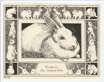 Rabbits-This 6-pack of blank, ivory cards with matching envelopes features a pen-and-ink drawing  by LC DeVona of a domestic rabbit.