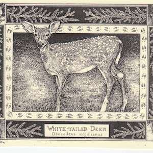 Pu&ograve; includere: Un'illustrazione in bianco e nero di un cervo dalla coda bianca, con il testo "WHITE-TAILED DEER Odocoileus virginianus" sotto l'immagine.