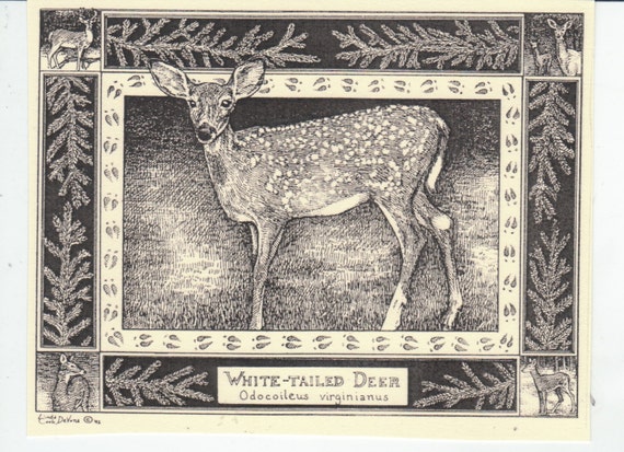 White-tailed Deer- This 6-pack of blank, ivory cards with matching envelopes features a pen drawing by Linda Cook DeVona of a young deer.