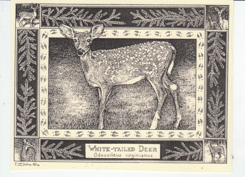 Pu&ograve; includere: Un'illustrazione in bianco e nero di un cervo dalla coda bianca, con il testo "WHITE-TAILED DEER Odocoileus virginianus" sotto l'immagine.