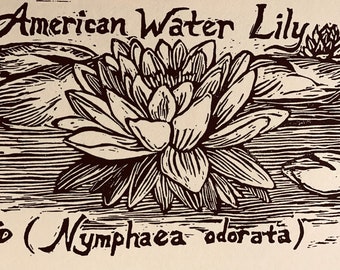 American Water Lily: 6-pack of blank, ivory notecards with envelopes designed, carved and printed by LC DeVona of Farmhouse Greetings