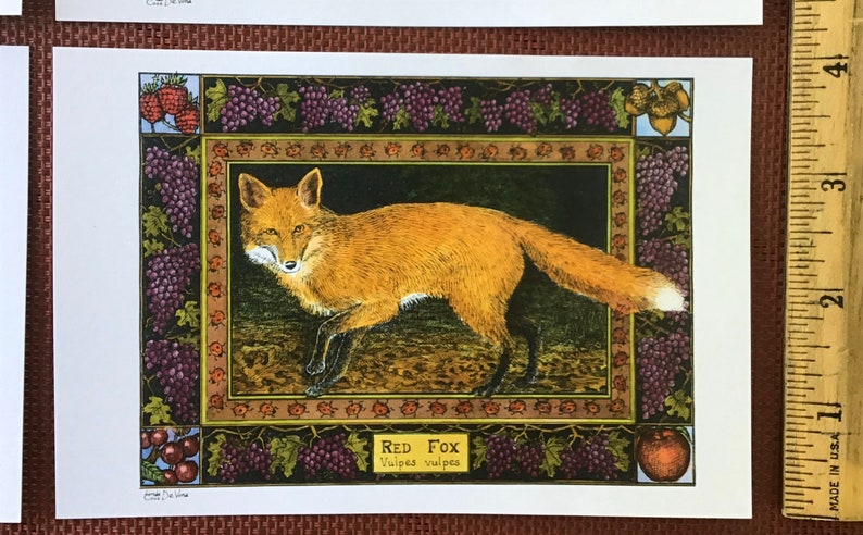 Red Fox set of 4 color postcards on white 80 cardstock drawn by LC DeVona image 3