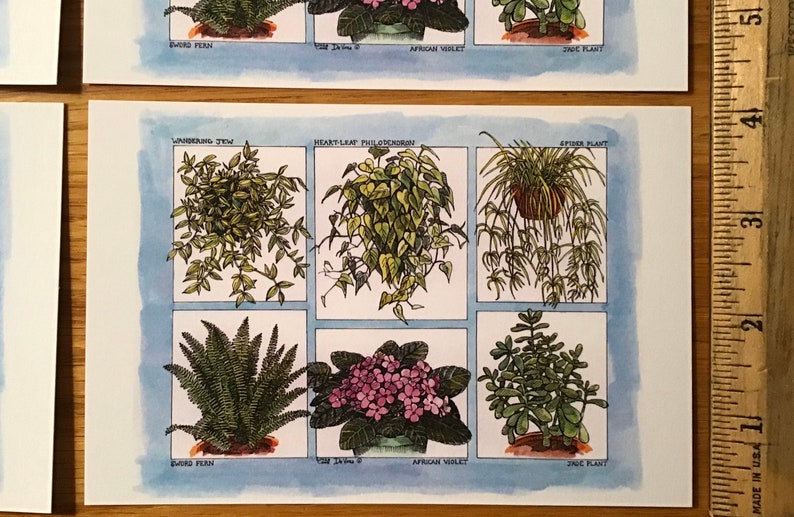 Houseplant postcards set of 4 colored postcards on sturdy white cardstock featuring six popular plants drawn by LC DeVona