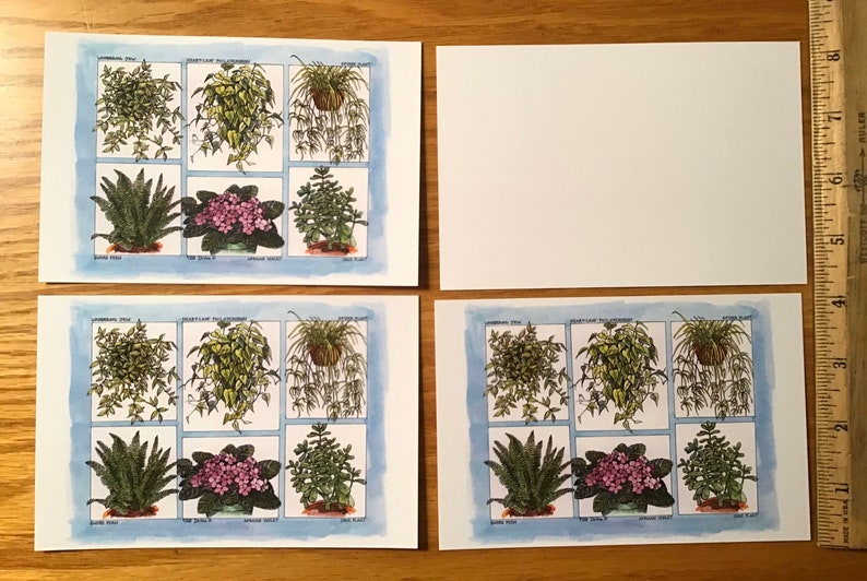 Houseplant postcards set of 4 colored postcards on sturdy white cardstock featuring six popular plants drawn by LC DeVona
