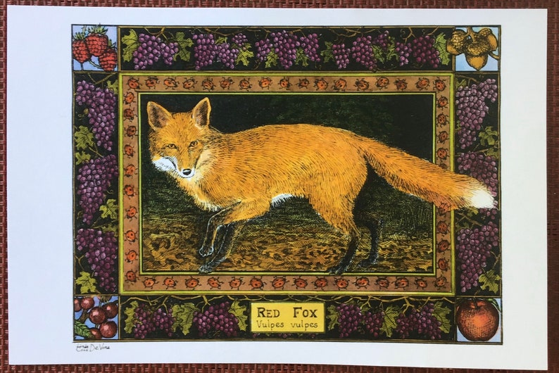 Red Fox set of 4 color postcards on white 80 cardstock drawn by LC DeVona image 1
