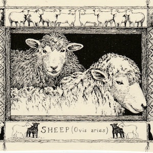 Sheep-This 6-pack of blank, ivory cards with matching envelopes features a pen-and-ink drawing  by Linda Cook DeVona of a pair of Sheep.