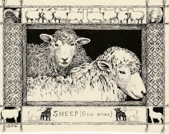 Sheep-This 6-pack of blank, ivory cards with matching envelopes features a pen-and-ink drawing  by Linda Cook DeVona of a pair of Sheep.