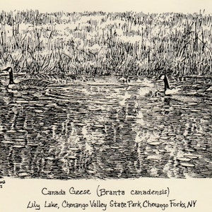 May include: A black and white line drawing of two Canada geese swimming in a lake. The geese are in the center of the image, with reeds on either side. The text "Canada Geese (Branta canadensis)" and "Lily Lake, Chenango Valley State Park, Chenango Forks, NY" is at the bottom of the image.
