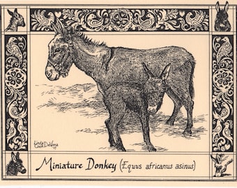 Miniature Donkey: 6-pack of blank, ivory colored notecards with envelopes drawn and printed by L CDeVona of Farmhouse Greetings, Afton, NY