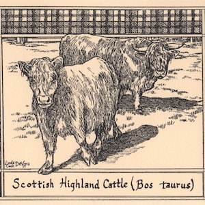 Scottish Highland Cattle: 6-pack of black, ivory-colored notecards with envelopes drawn and printed by LC DeVona of Farmhouse Greetings.