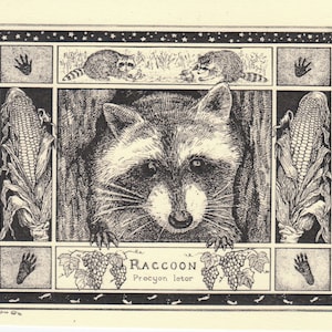 Raccoon- This 6-pack of blank, ivory cards with matching envelopes features a pen-and-ink drawing by Linda Cook DeVona of a raccoon.