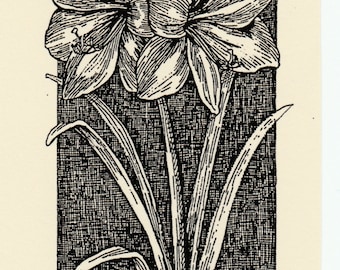 Amaryllis Bloom: this 6-pack of blank, ivory notecards with envelopes features a pen-and-ink drawing by LC DeVona of an amaryllis bloom