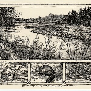 May include: A black and white illustration of a beaver lodge in a lake, with a close-up of a North American Beaver (Castor canadensis) in the lower right corner. The text "Beaver Lodge in Lily Lake, Chenango Valley State Park" is at the bottom of the image.