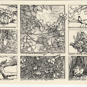 May include: A black and white illustration of various plants and animals found in nature. The illustration includes a dragonfly, a pink lady's slipper, a flowering dogwood, a coltsfoot, a painted turtle, a lowbush blueberry, and an eastern chipmunk.