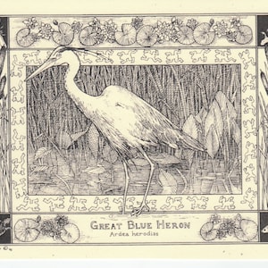 Great Blue Heron- This 6-pack of blank, ivory notecards w envelopes features a detailed pen drawing by Linda DeVona of a Great Blue Heron.