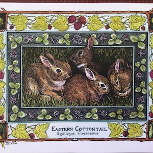 Eastern Cottontail Sylvilagus floridanus set of 4 colored postcards on 80 cardstock drawn by LC DeVona image 1