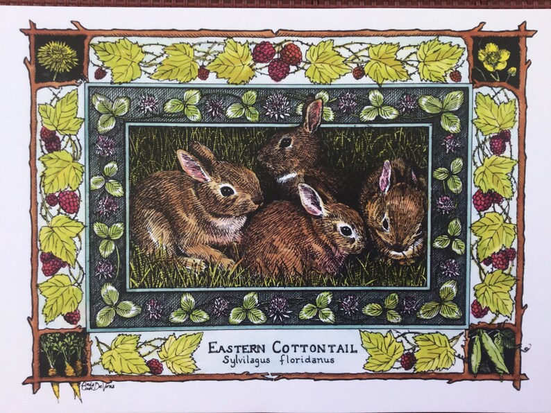 Eastern Cottontail Sylvilagus floridanus set of 4 colored postcards on 80 cardstock drawn by LC DeVona image 1